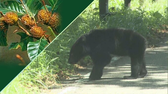 クマの好物・ブナが大凶作　食料求めて人里へ…庭のクリ、カキは収穫、生ごみ放置はしないこと　|　福島のニュース│TUF