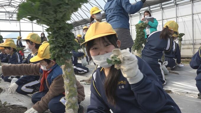 小学生「プチヴェール」を収穫　茹でて実食「うま！うまい」　寒さで甘み増す「とやまのカンカン野菜」　　|　富山のニュース｜天気・防災｜チューリップテレビ