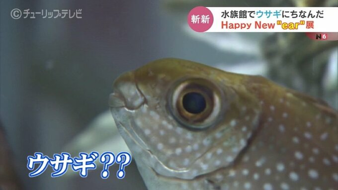 新年祝う「なんとも耳寄り？」な仲間たち　魚津水族館のユニークな展示　富山・魚津市　|　富山のニュース｜天気・防災｜チューリップテレビ
