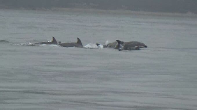 宮島沖でイルカの群れ(約10頭)を発見！　厳島神社の大鳥居やフェリーの近くを悠々と　海上保安部の職員が船から見つける　広島|TBS NEWS DIG