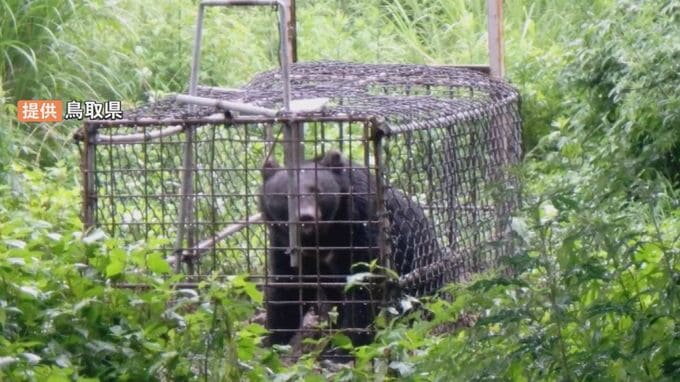 うなり声、振り向いたら「クマ」がいた　にらみ合い…距離1メートル　撃退スプレー噴射→クマ逃げる|TBS NEWS DIG