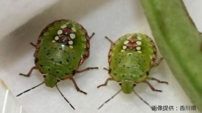 この夏～秋も「カメムシ大量発生」のおそれ！？香川県が「病害虫発生予察注意報」発表　何に気をつければいい？　|　岡山・香川のニュース | 天気 | RSK山陽放送