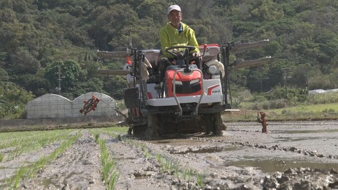 「今年は本当最高！」ひとめぼれの植え付け始まる 冬場はコスモス春夏は水田に 名護市の羽地ターブックワー|TBS NEWS DIG