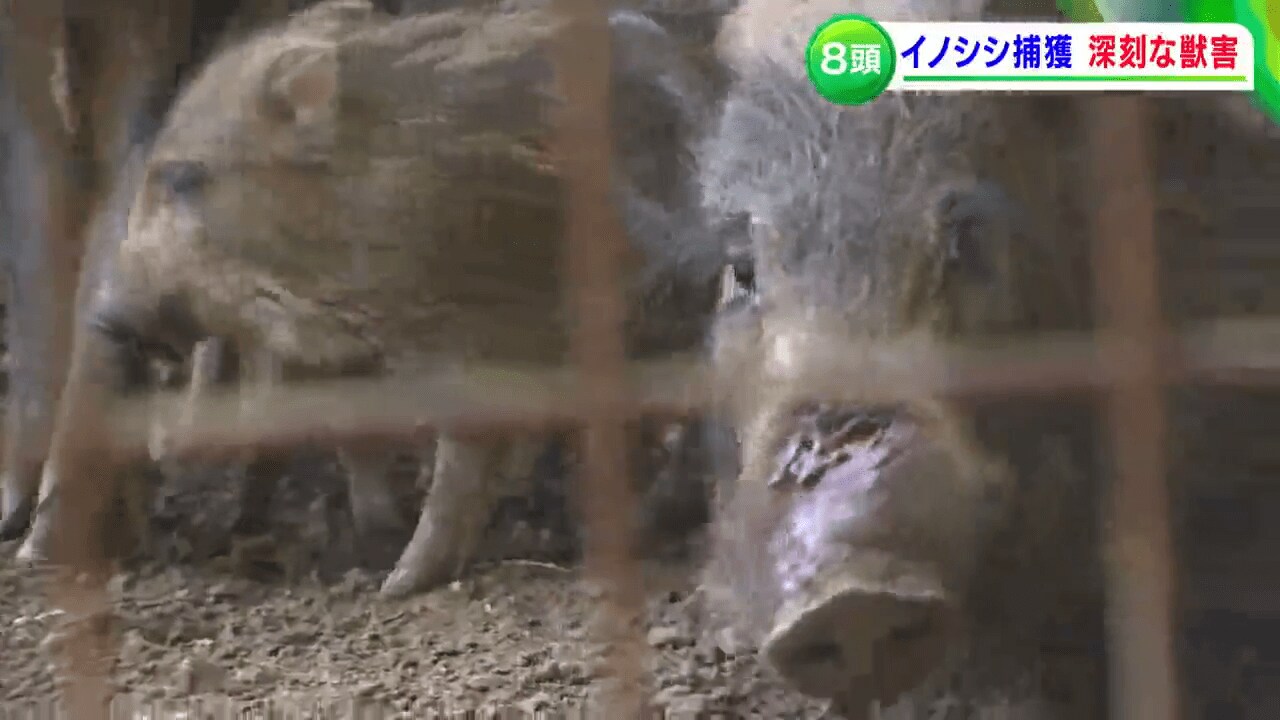 イノシシが一度に8頭も ブランド柿の産地で深刻な獣害 岡山 岡山市 ニュース 岡山 香川 Rsk山陽放送 イノシシが一度に8頭も ブランド柿の産地で深刻な獣害 岡山 岡山市 ニュース 岡山 香川 Rsk山陽放送