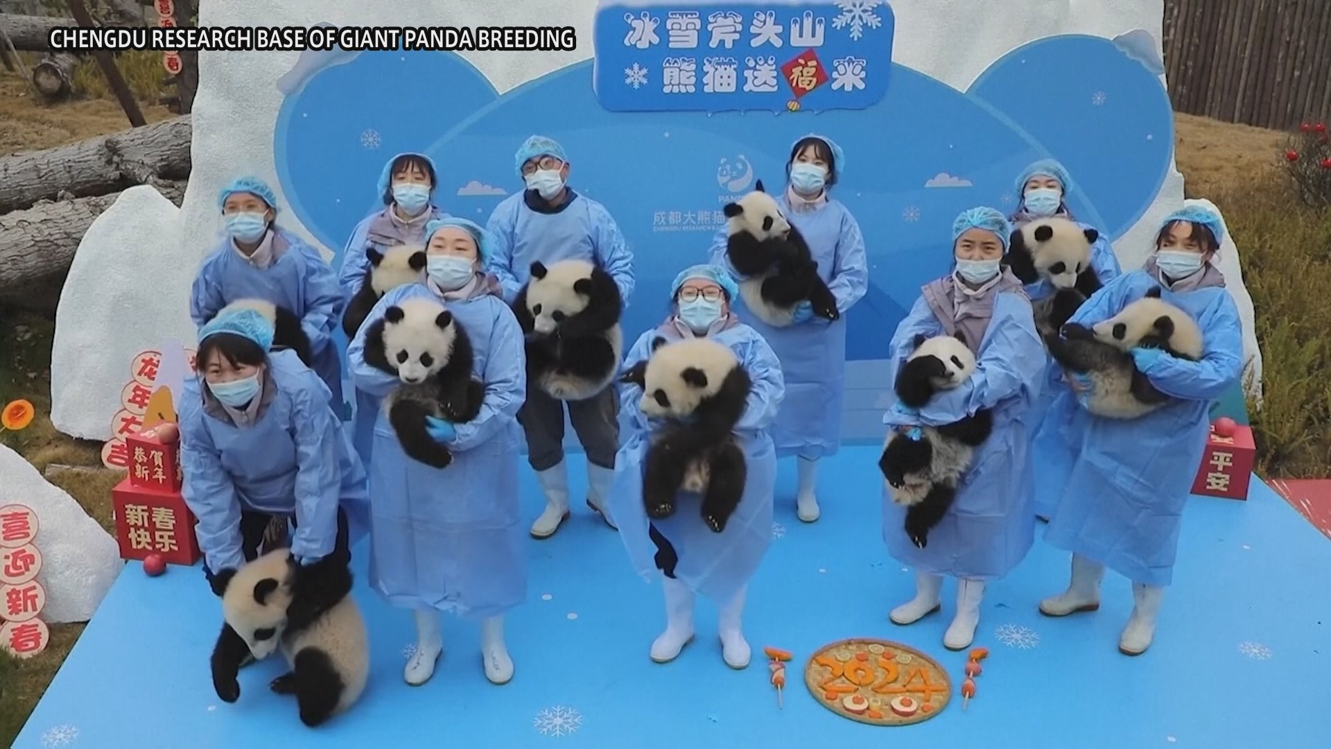 中国・四川省で赤ちゃんパンダを一挙にお披露目 | TBS NEWS DIG