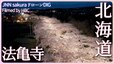 枝垂桜と桜並木　北海道北斗市【JNN sakuraドローンDIG 2023】|TBS NEWS DIG