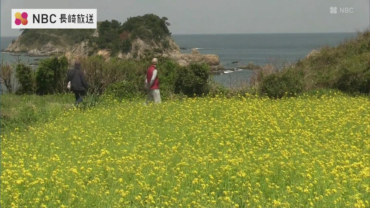 菜の花の黄色が青空に映えて素敵」海を望む公園に約370万本の菜の花が