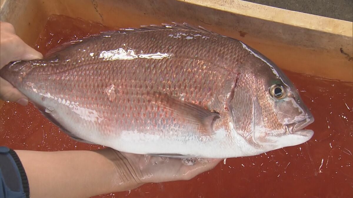 三重の海に異変 海水温上昇で伊勢エビの漁獲量減少し養殖タイは病気に…厳しい状況に漁師は｢違う商売考えないと｣  急がれる対策 