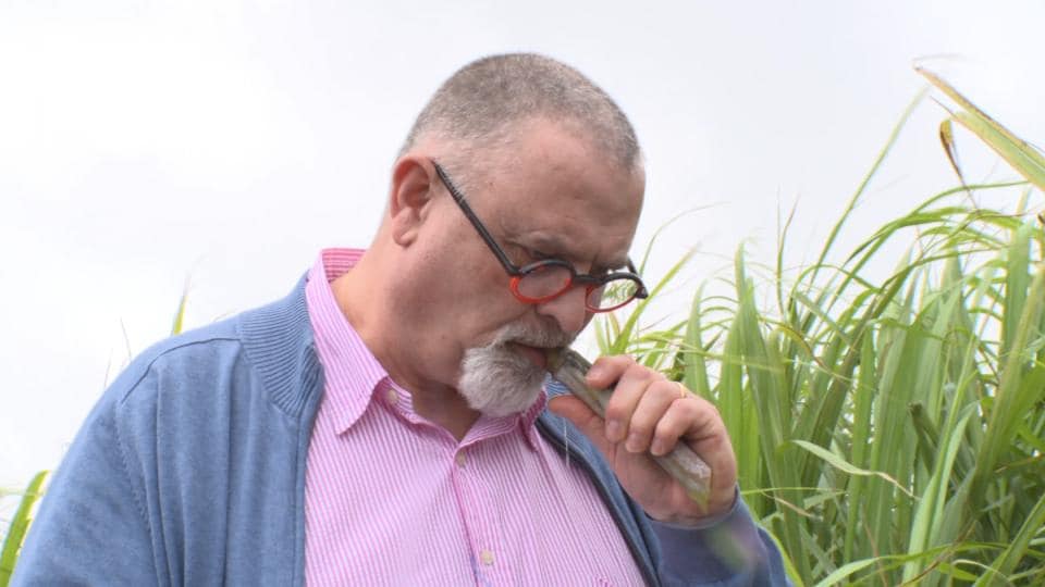 フランスの料理人が惚れた与那国産の黒糖　輸入会社が現地を視察