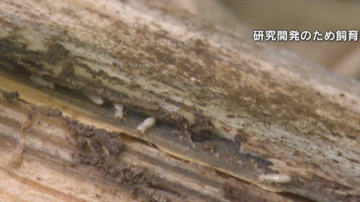 「今までなかった家にも新しく巣を作る可能性が」　春夏に活発化するシロアリ　家でできる確認ポイント　山梨