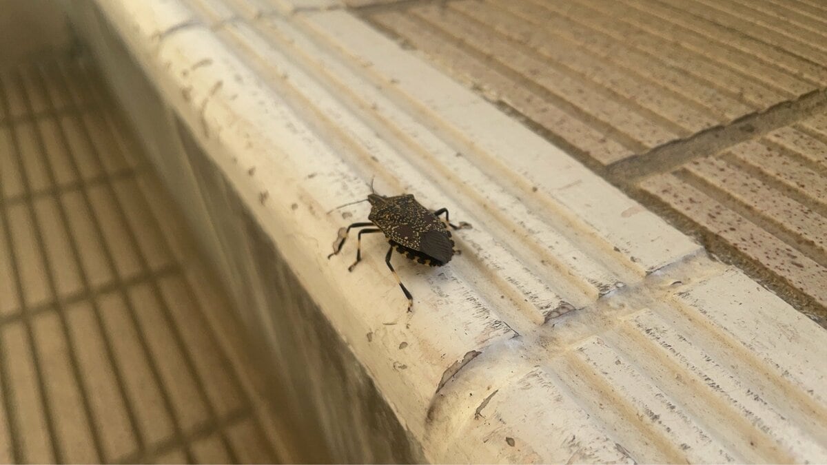 【カメムシ／発送方法修正】テレビ 気づけば家の中に…お邪魔虫「カメムシ」正体と対策は？（MRO北陸放送