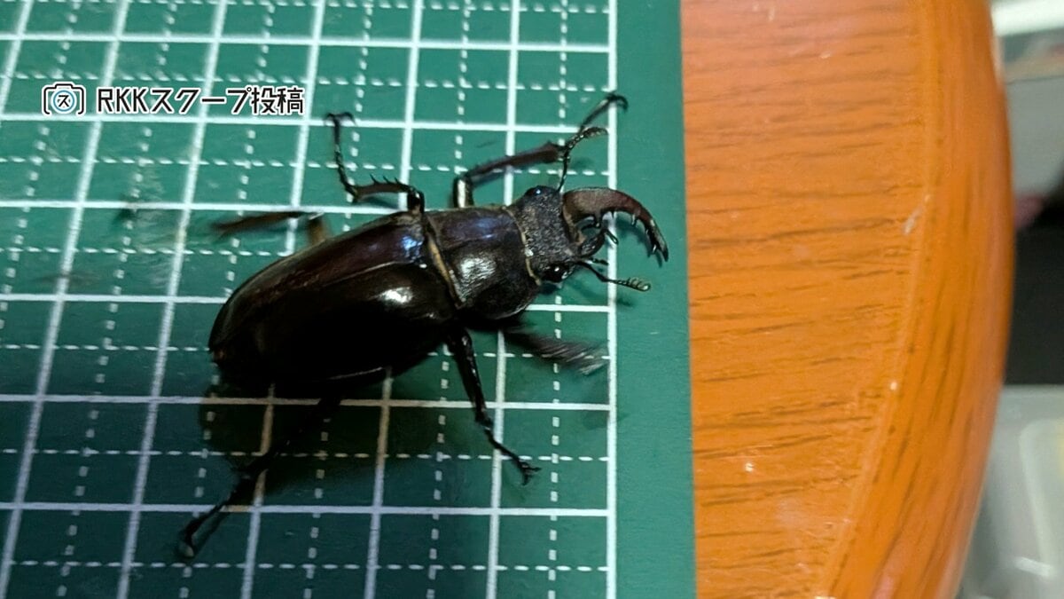 【標本】雌雄モザイク ミヤマクワガタ ミヤマクワガタ】「全国で数年に1回」の