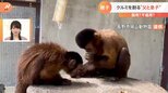 フサオマキザルの父親が子どもにクルミ割りを伝授!!器用に割る父親に対し息子は…意外な結末|TBS NEWS DIG