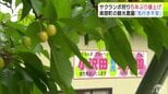 “果物の町”の観光農園で「サクランボ狩りの入園料」5年ぶりに値上げ 物価高騰に中東情勢の影響がここにも…「入園料を上げたのでなんとか…と言っても、これから厳しくなるのか…」不安な先行き 青森県南部町|TBS NEWS DIG