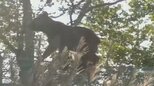 【ヒグマ目撃】「すげえ…」北海道・国道453号線の柵の上を歩くヒグマ 5メートル先にいた!通勤途中の教員が車内から撮影|TBS NEWS DIG