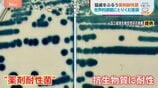 薬が効かなくなる“薬剤耐性菌”2050年には世界で年間1000万人超死亡のおそれが… 世界的課題に取り組む医師 “抗菌薬の適正使用と感染対策”|TBS NEWS DIG