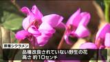 「花が小さく可愛い」珍しい“原種シクラメン”見ごろ 宮城・川崎町 | 宮城のニュース│tbc NEWS│tbc東北放送