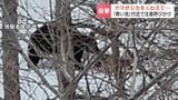 観光地『青い池』近くでクマがシカをくわえて“登ったり下ったり”体長1.5mほど「観光客が見える状況で、地域の安全面で少し不安」と専門家 北海道美瑛町 | 北海道のニュース|HBC北海道放送