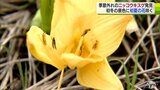 “冬告げる”サザンカと“初夏の花”ニッコウキスゲ　どちらも開花確認される　|TBS NEWS DIG
