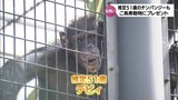 敬老の日 推定51歳のおばあちゃんチンパンジーに長寿お祝いプレゼント|TBS NEWS DIG
