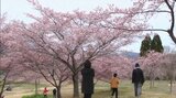 「タイリョウザクラ」満開、一気に開花 長湯温泉しだれ桜の里 大分・竹田市 | 大分のニュース|OBS NEWS|大分放送