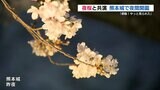 明かりに照らされた桜とその後ろに浮かび上がる熊本城の幻想的な風景「熊本城夜間開園」はじまる　|　熊本のニュース｜RKK NEWS｜RKK熊本放送