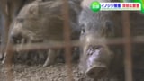 イノシシが一度に8頭も… ブランド柿の産地で深刻な獣害 【岡山・岡山市】|TBS NEWS DIG