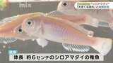 幻の高級魚・シロアマダイの稚魚を放流|TBS NEWS DIG