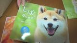 癒しを与える柴犬の茜ちゃん　カレンダーにも採用される人気ぶり　100歳のファンの女性は「長生きの特効薬」　島根・雲南市　|　BSSニュース | BSS山陰放送