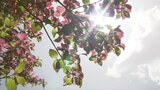 19日の山梨県内は高気圧に覆われ 甲府は夏日を予想 強風に注意も|TBS NEWS DIG