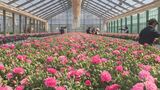 あさっては「母の日」カーネーションの出荷進む | 山口のニュース・天気・防災|tys NEWS|tysテレビ山口