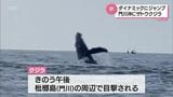 【視聴者投稿】海面を勢いよく跳ねるクジラ 門川町の沖合での貴重な映像 | MRTニュース | MRT宮崎放送