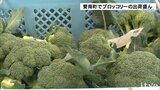 氷詰め出荷で高い鮮度　愛媛・愛南町でブロッコリー出荷盛ん|TBS NEWS DIG