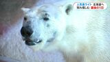 さよなら…ホッキョクグマ「ライト」最後の1日 鹿児島・平川動物公園 | 鹿児島のニュース|MBC NEWS|南日本放送