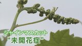 シャインマスカットに異変 花が咲かない原因不明の「未開花症」 国などが調査へ | 山梨のニュース | UTYテレビ山梨