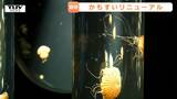 「想像以上のものができた」クラゲ世界一の加茂水族館がリニューアル！展示数は約100種類に（山形）|TBS NEWS DIG
