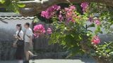 樹齢100年超 城下町を彩る夏の花“サルスベリ” 漢字では“百日紅” 山口・萩 | 山口のニュース・天気・防災|tys NEWS|tysテレビ山口