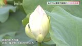 お盆前にハスの花出荷作業始まる　レンコン産地山口県岩国市で|TBS NEWS DIG