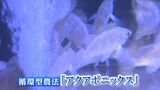 高校生が魚と野菜を一緒に育てる循環型農法に挑戦　海水魚も淡水魚も養殖できる特殊な水“好適環境水”を利用【岡山】　|　岡山・香川のニュース | 天気 | RSK山陽放送