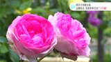 「すごくきれいなね~」山里彩る住民手作りの“バラ園” きっかけは10数年前にインターンシップをしていた大学生 | 高知のニュース・天気|KUTV NEWS | KUTVテレビ高知