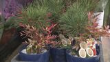 洋ラン，門松並ぶ…年末年始の贈答に“鉢物大市”　|　石川県のニュース｜MRO北陸放送