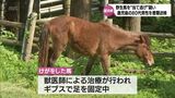 都井岬の野生馬が当て逃げされた事故　鹿児島県の80代男性を書類送検　ケガをした馬はギブスながらも元気　|　MRTニュース ｜ ＭＲＴ宮崎放送