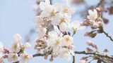 桜並木のソメイヨシノが開花…信州・飯田市街地、最高気温は4月下旬並みに「きれいですね！本当に…」　|　SBC NEWS | 長野のニュース | SBC信越放送