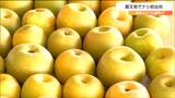 「7月8月は雨が少なく糖度が上がっています」例年より10日ほど早く特産のナシ出荷始まる　宮城・蔵王町　|　宮城のニュース│tbc NEWS│tbc東北放送