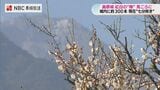 春の足音…島原城の梅が「七分咲き」　古野梅苑で300本ほころぶ|TBS NEWS DIG