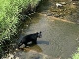 15メートル先にクマが…市街地に出没相次ぐクマ 撮影した男性が語る 福島 | 福島のニュース│TUF