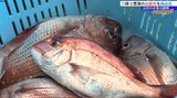 新しい三陸の味発信へ 豊漁続く高級魚マダイを使い、商品開発に取り組む 岩手 | IBC NEWS | IBC岩手放送