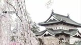 ついに『満開』発表！　全国有数のサクラの名所『弘前公園』　枝いっぱいに零れ落ちそうなほどの桜の花　サクラ×天守　|　青森のニュース│ATV NEWS│青森テレビ
