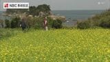 「菜の花の黄色が青空に映えて素敵」海を望む公園に約370万本の菜の花が咲き誇る【長崎・五島市】|TBS NEWS DIG