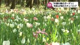 今年で最後? 約4万本のチューリップが見ごろ 宮崎市「木漏れ陽のガーデン」 | MRTニュース | MRT宮崎放送